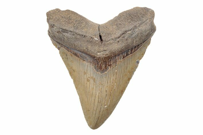 Serrated, 4.10" Fossil Megalodon Tooth - North Carolina